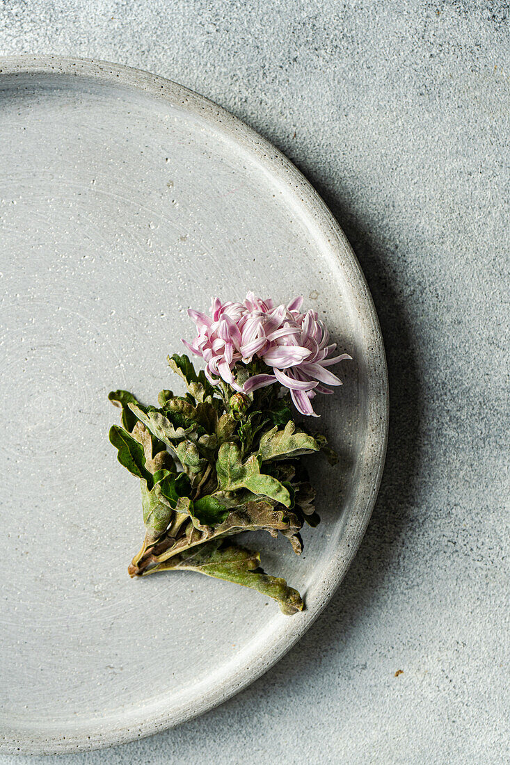 A delicate herbal sprig with pink flowers sits on a textured ceramic plate against a neutral background.