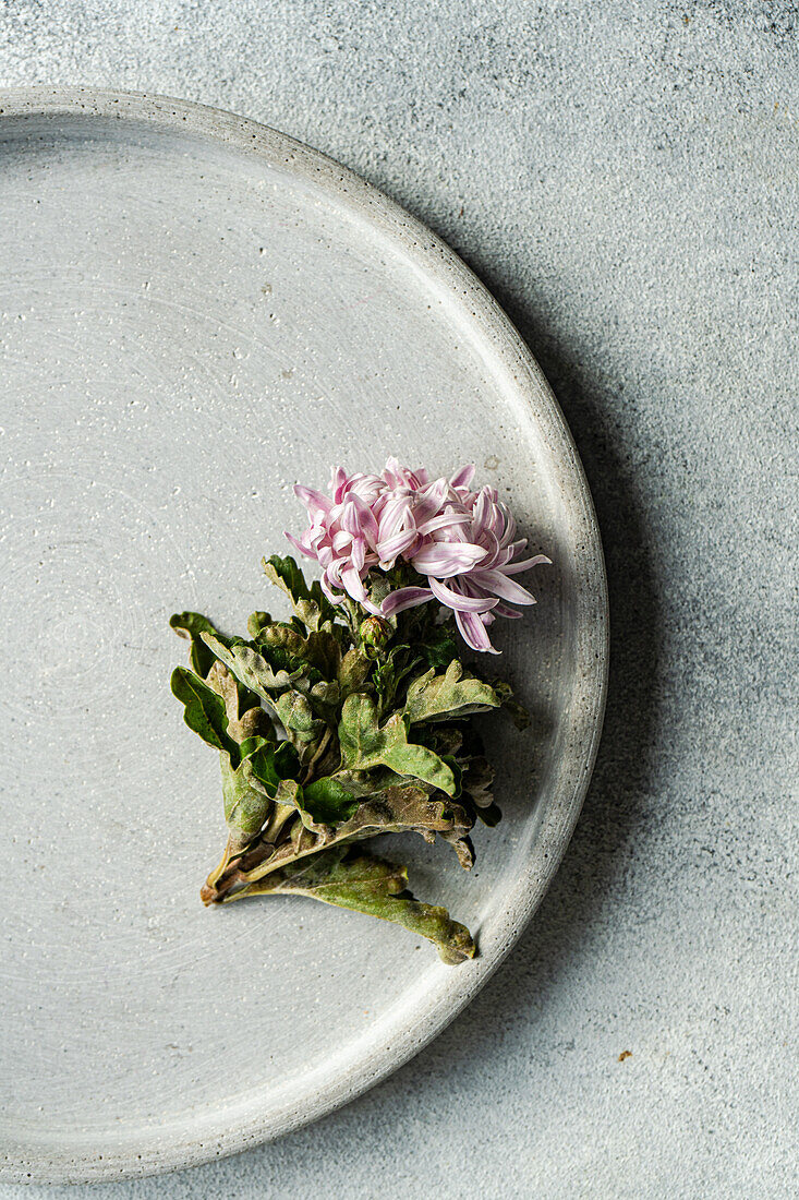 Ein zarter Kräuterzweig mit rosa Blüten sitzt auf einem strukturierten Keramikteller vor einem neutralen Hintergrund