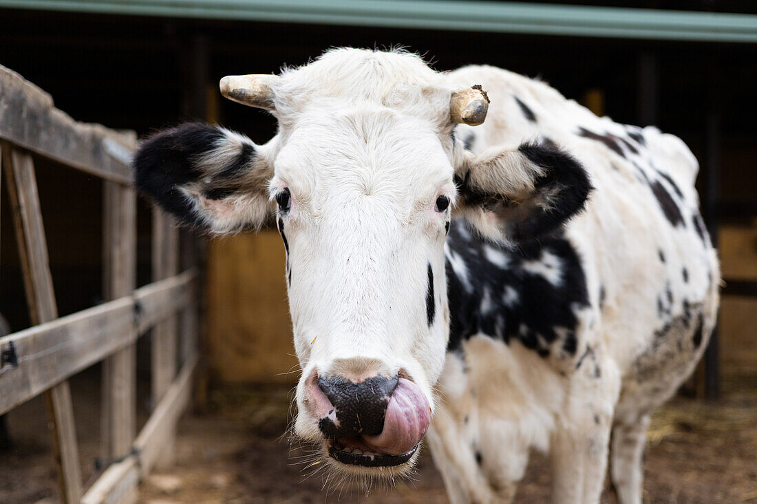 Nahaufnahme einer friesischen Milchkuh, die ihre Zunge zeigt, auf einem Bauernhof im Freien