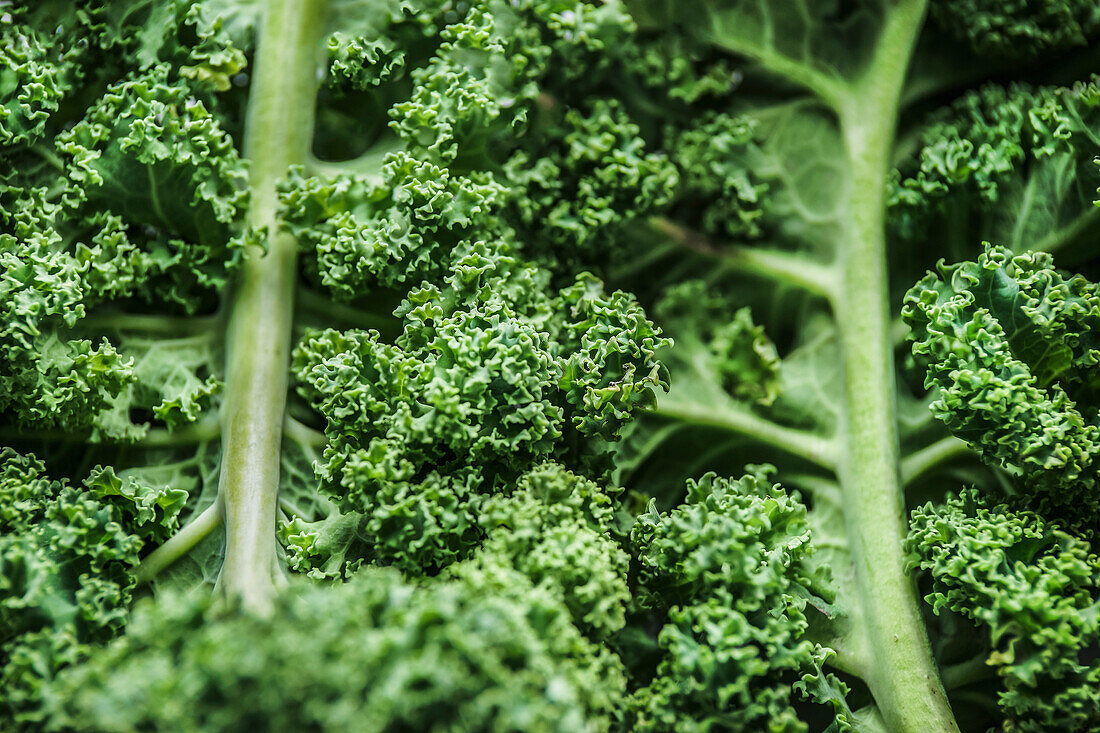 Close up of raw green kale leaves. Healthy seasonal winter vegetable with vitamin c. Structure of cabbage leaves. Top view.