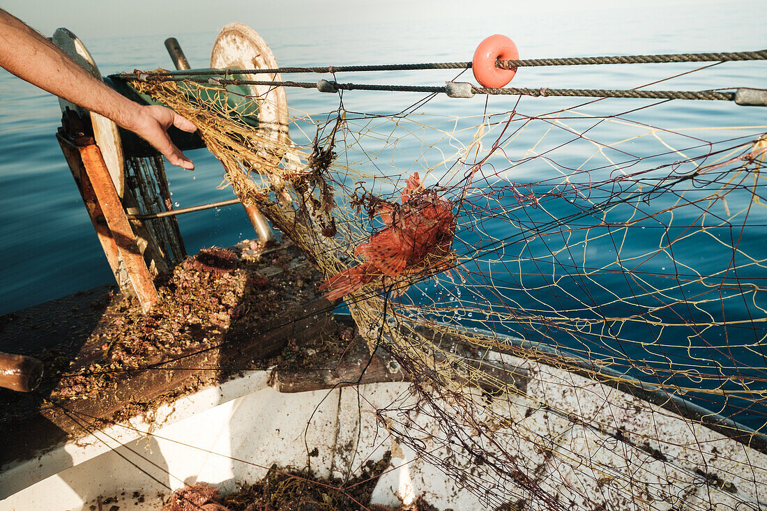 Körperteil eines männlichen Fischers mit Scorpaena Scrofa im Netz beim traditionellen Fischfang in Soller auf der Baleareninsel Mallorca