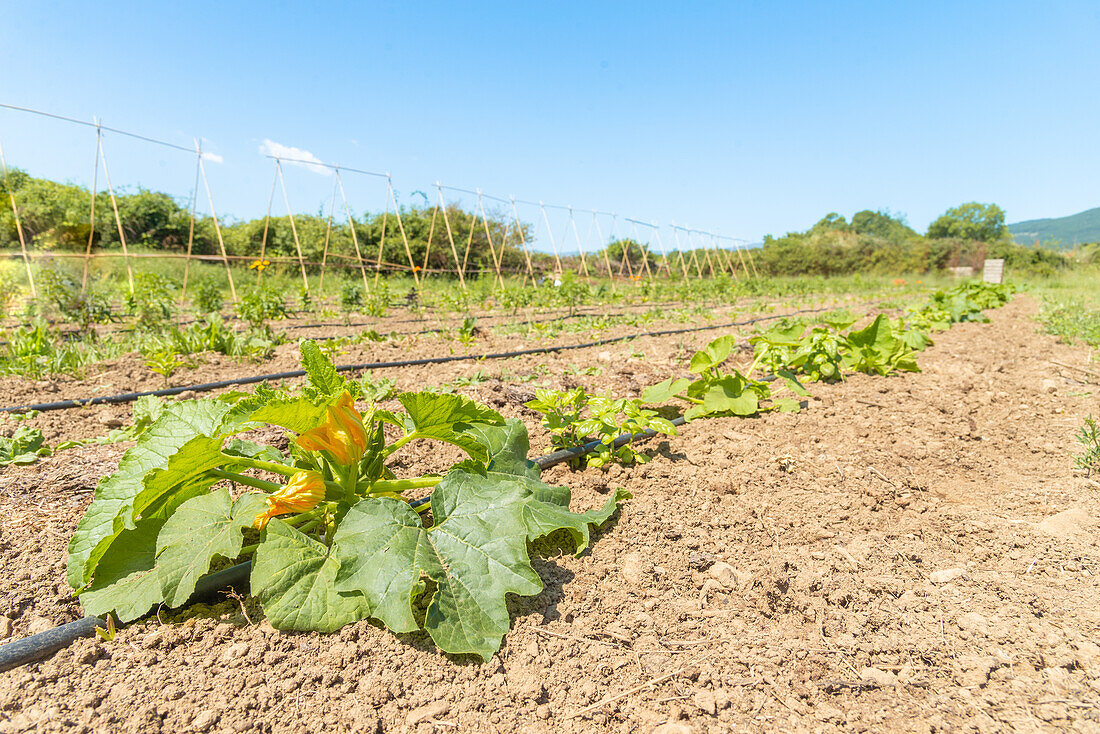 Field with young vegetable plants growing, supported by wooden stakes under a clear blue sky