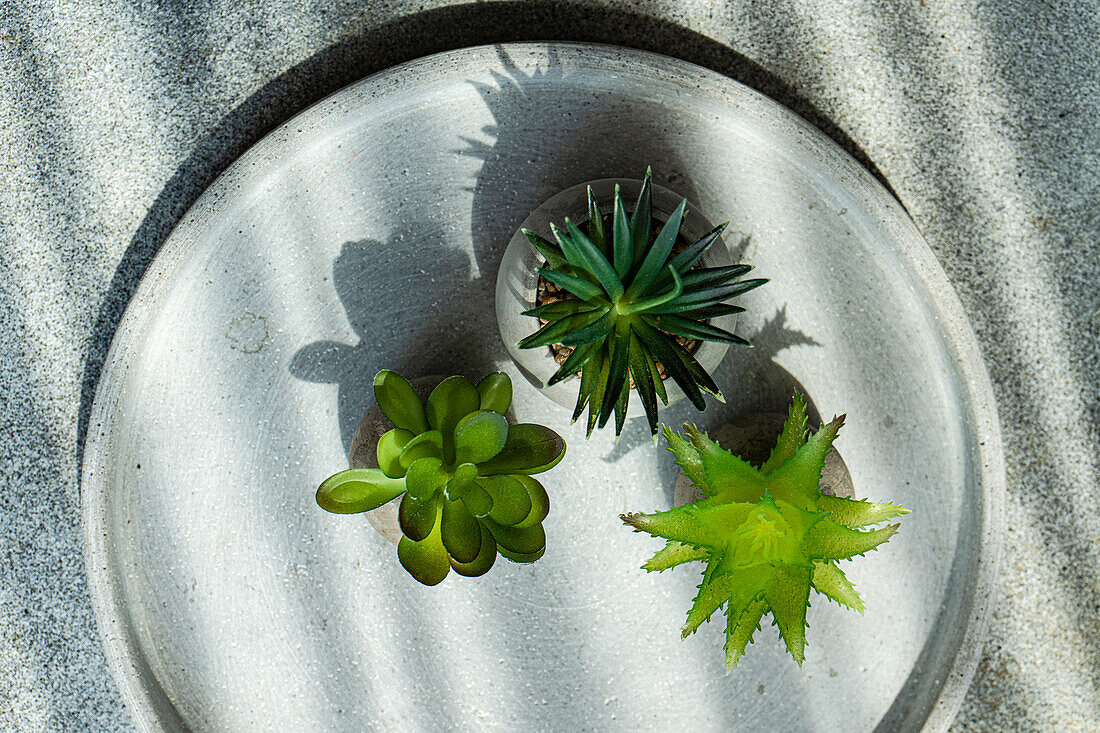Draufsicht auf einen minimalistisch gedeckten Tisch mit kleinen Topfpflanzen im Sonnenlicht