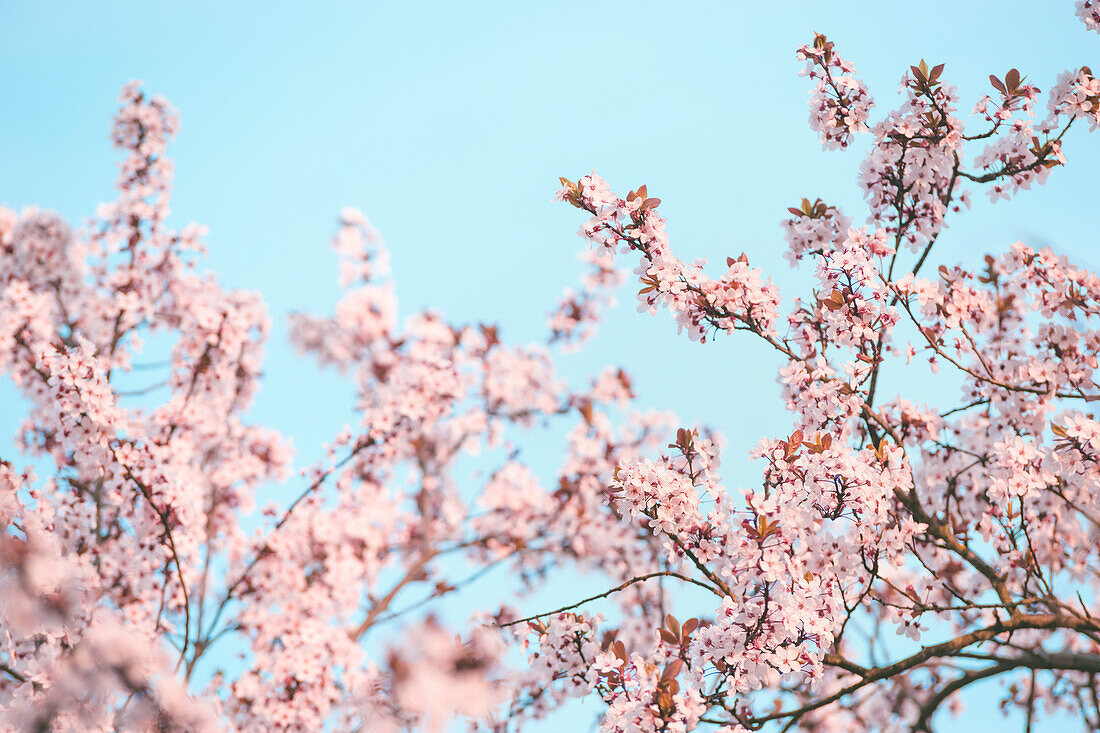 Rosa Kirschblüte vor blauem Himmel. Saisonale Frühlingsstimmung mit blühendem Kirschbaum und Unschärfeeffekten