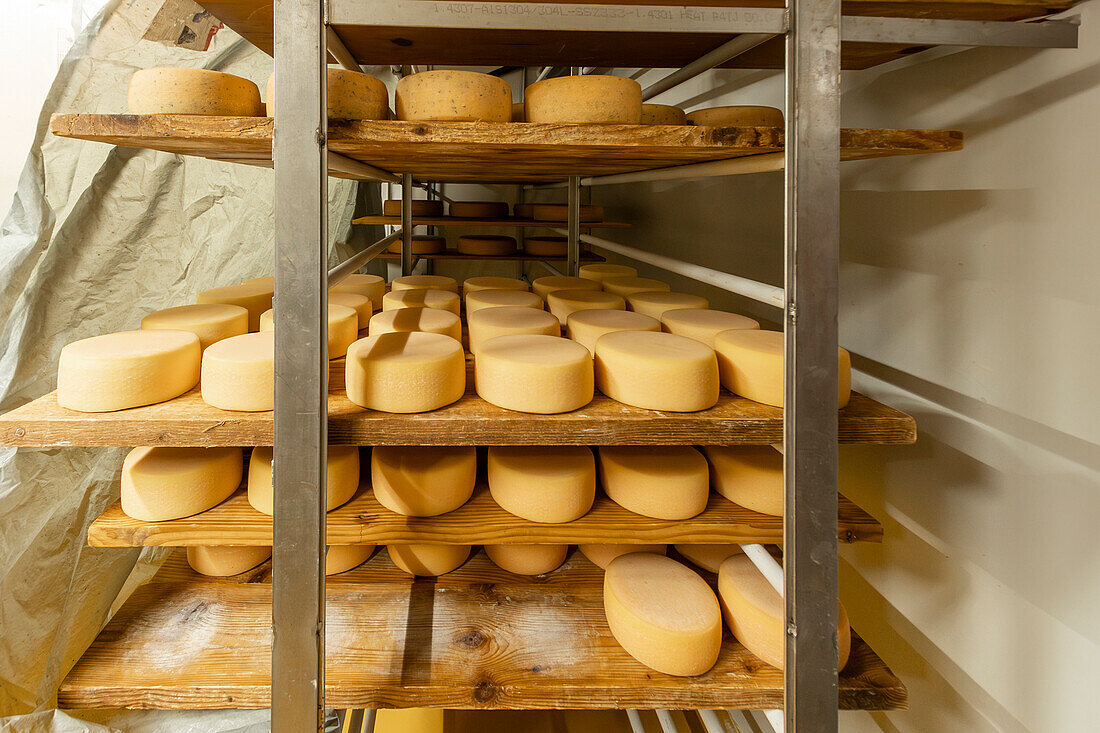 Wheels of cheese age on wooden shelves in a cheese makers curing room highlighting the ripening stage