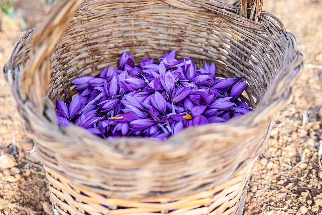 Nahaufnahme eines traditionellen Weidenkorbs, der bis zum Rand mit frisch geernteten tiefvioletten Safranblüten gefüllt ist, mit einem unscharfen natürlichen Hintergrund, der die satte Farbe der Blüten betont