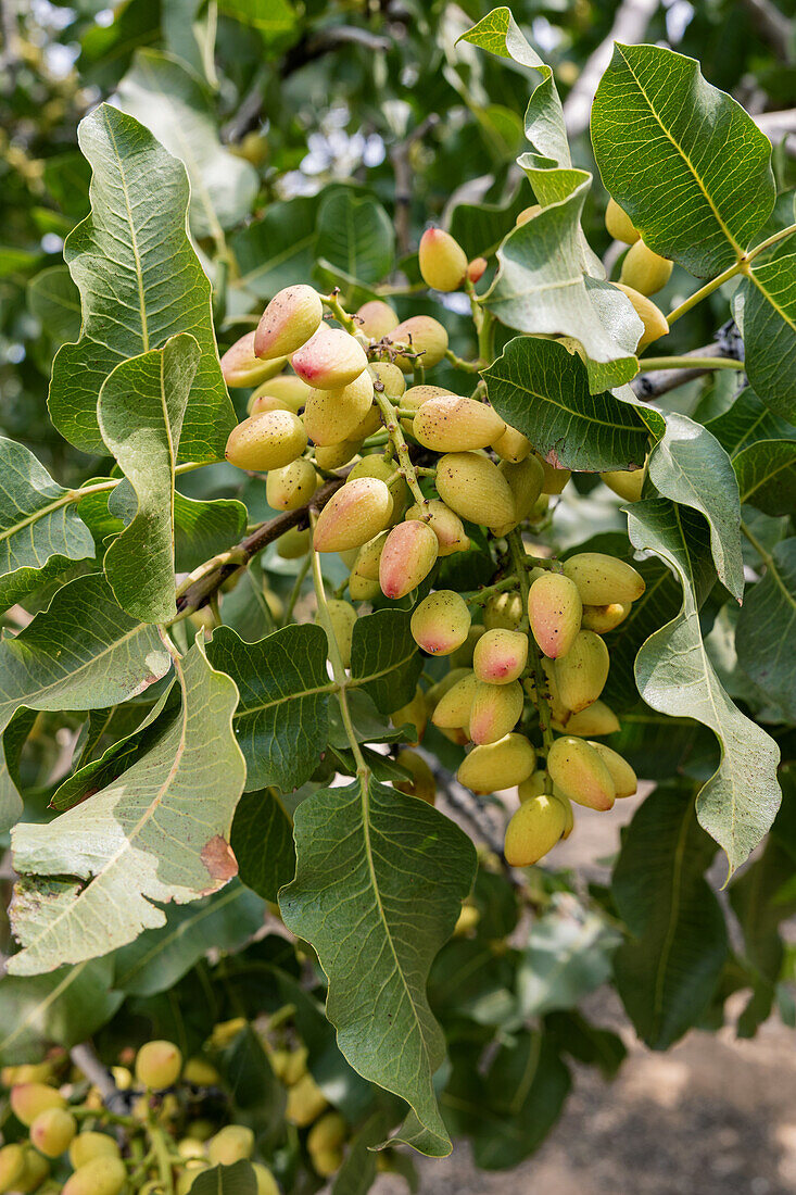 A vibrant cluster of pistachios hanging from a branch, surrounded by green leaves