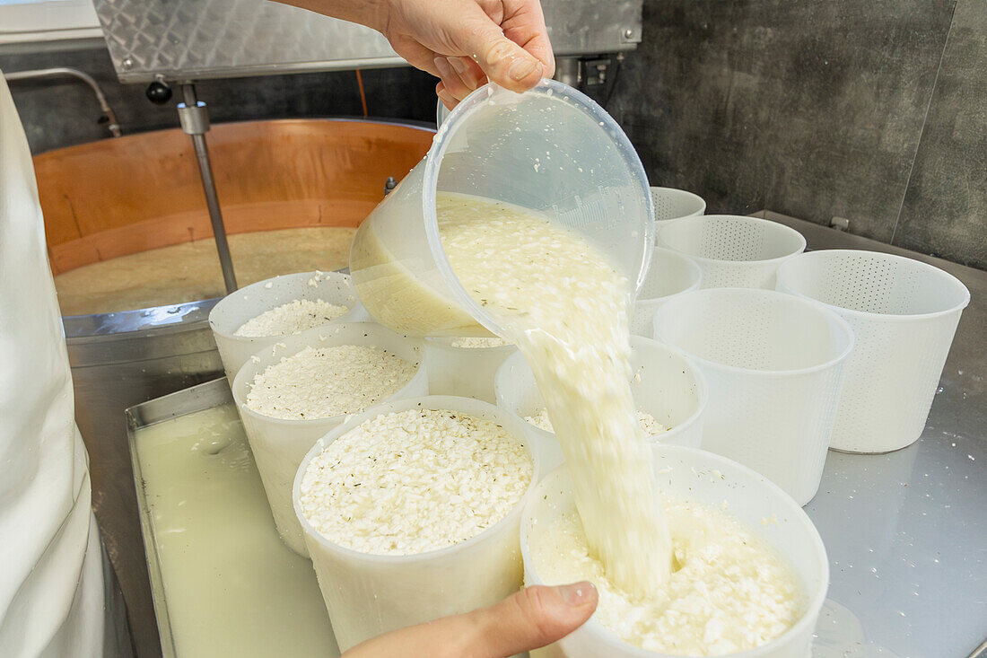 Anonymous cheese maker expertly ladles curds into molds for shaping and setting the final cheese products