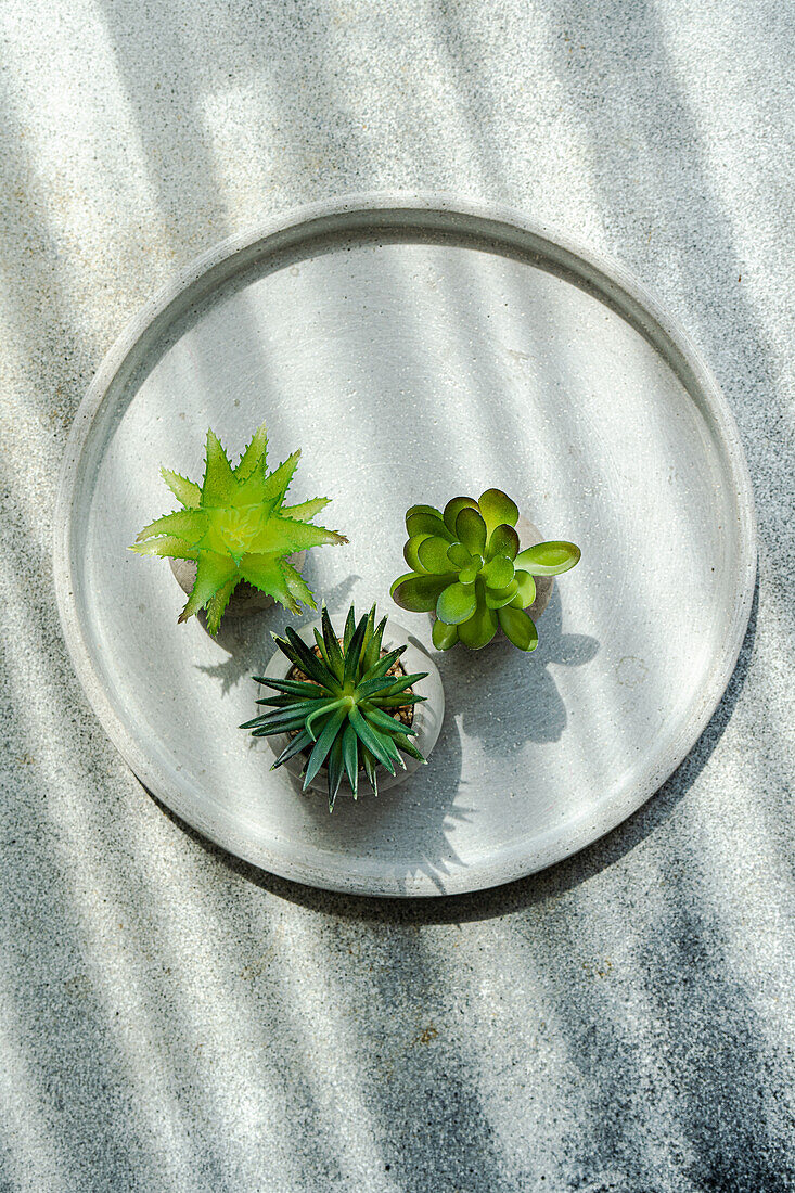 Top view of minimalist table setting with small potted plants in sunlight