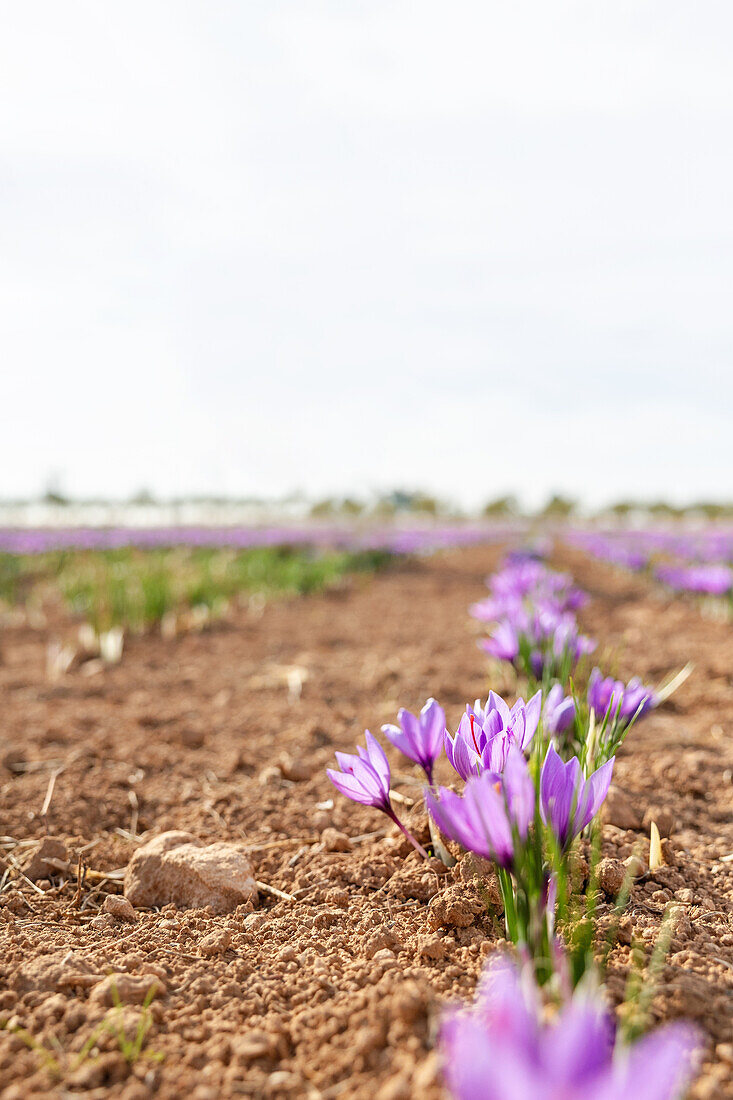 Feld mit einer Reihe zarter Safranblüten im Boden, vor unscharfem Hintergrund während der Erntezeit