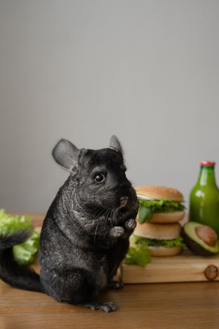 Liebenswertes schwarzes Chinchilla sitzt auf einem Holztisch mit frischem grünem Salat und Burgern mit Avocado und einer Flasche Saft und schaut in die Kamera