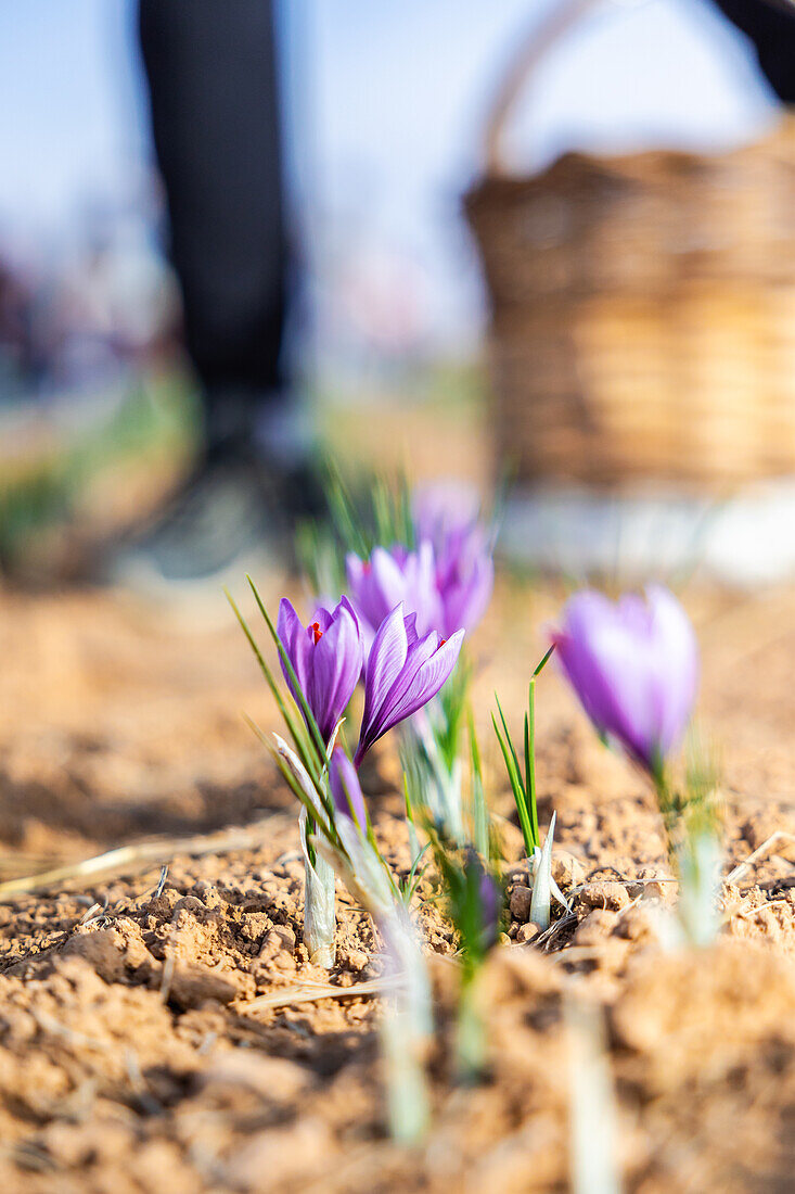 Cropped unrecognizable workers with gloves carefully hand-picking delicate purple saffron flowers in a sunlit field, with a basket of harvested flowers nearby, highlighting the traditional methods of saffron collection
