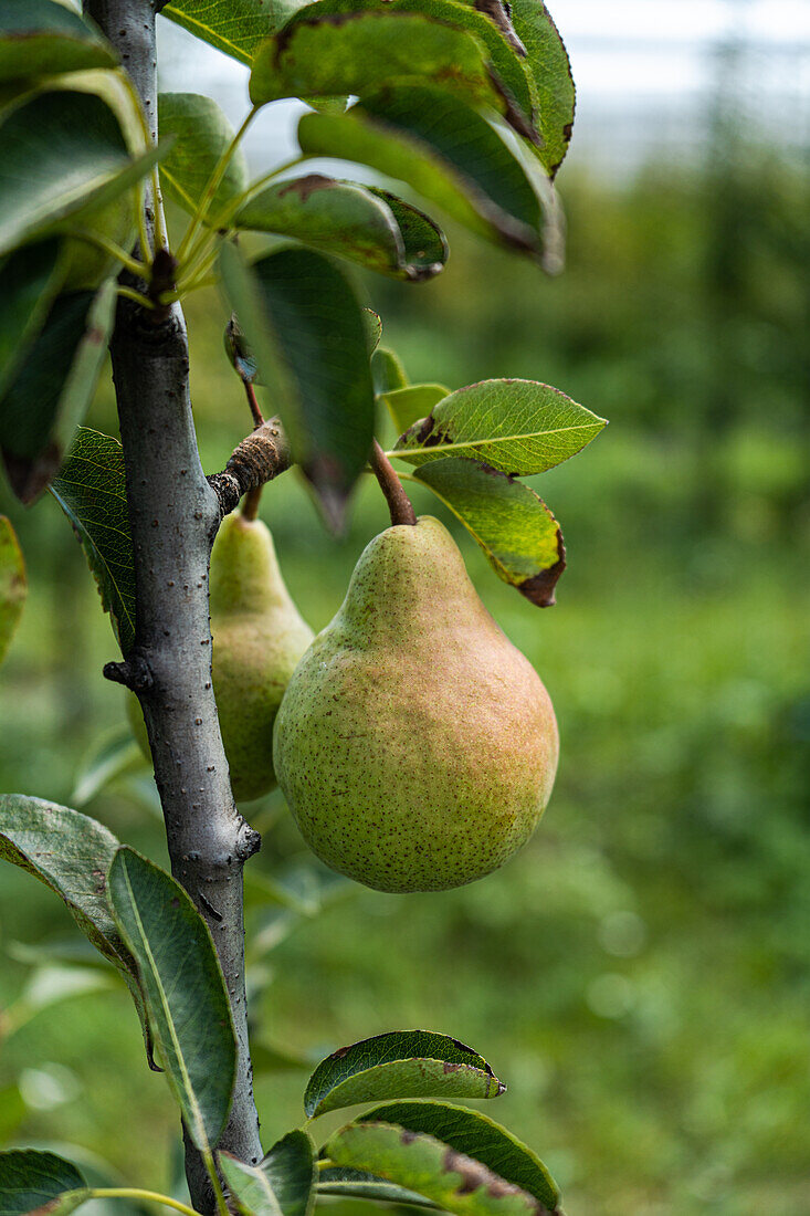 Unreife Birnen auf Bäumen im Spätsommer, fast bereit zum Ernten, vor unscharfem Hintergrund