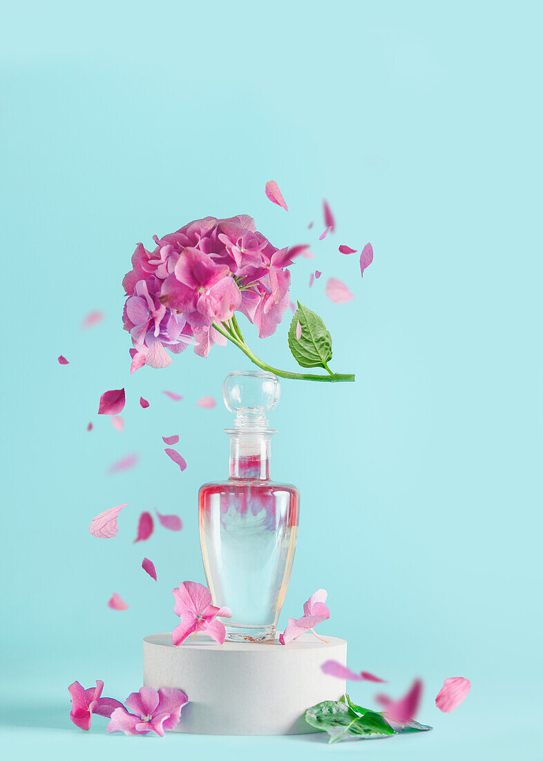 Parfüm- oder Kosmetikflasche mit fliegender Hortensienblüte vor blassblauem Hintergrund. Blumenduft auf weißem Podest mit Blütenblättern. Vorderansicht. Platz zum Kopieren