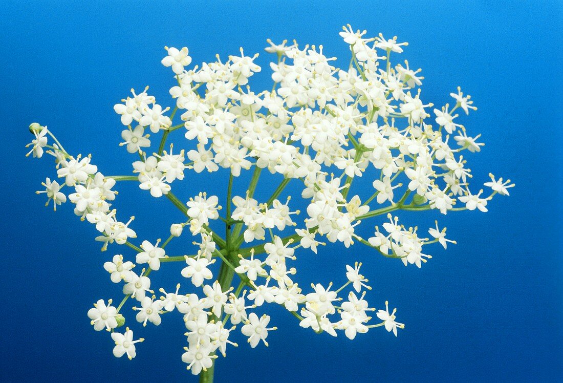 Holunderblüten auf blauem Untergrund