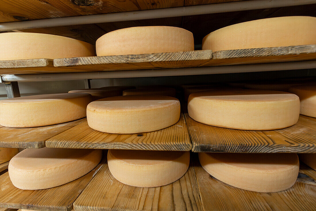 Close-up of artisan cheese wheels maturing on wooden shelves in a controlled aging facility