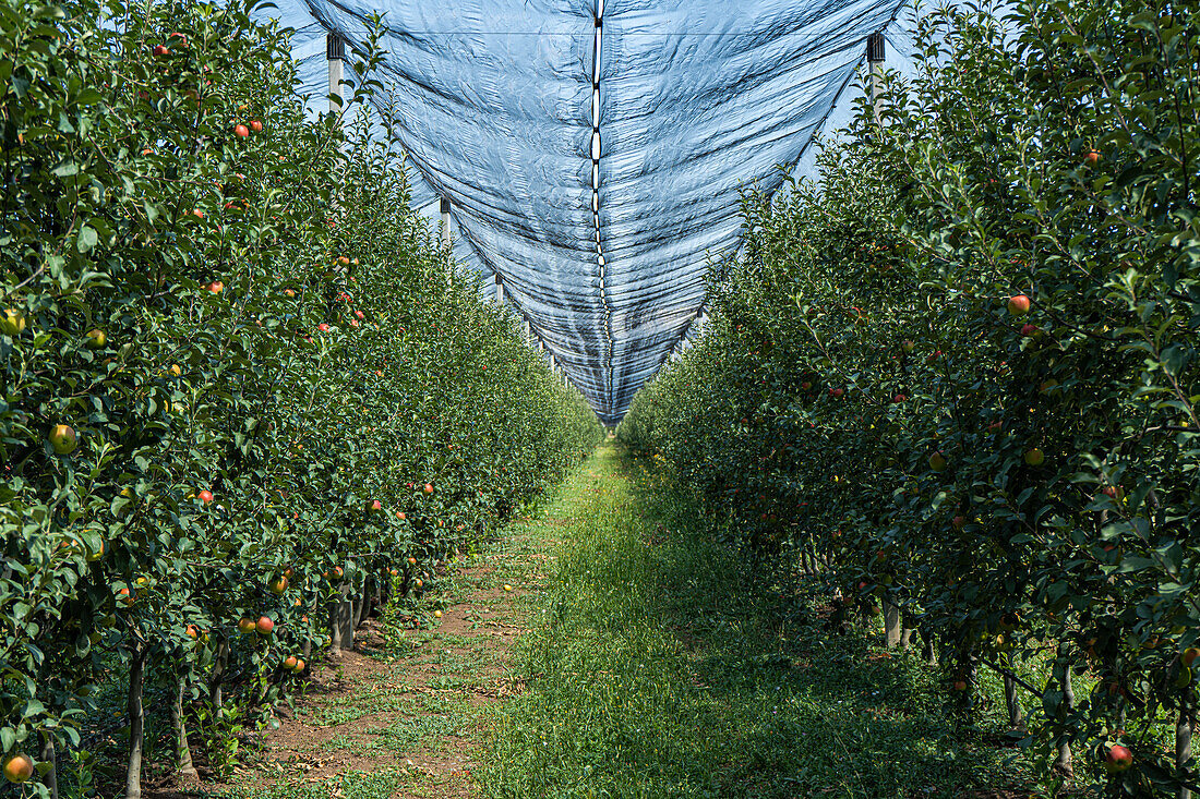 Well organized fruit orchard with apple trees in rows covered with special net