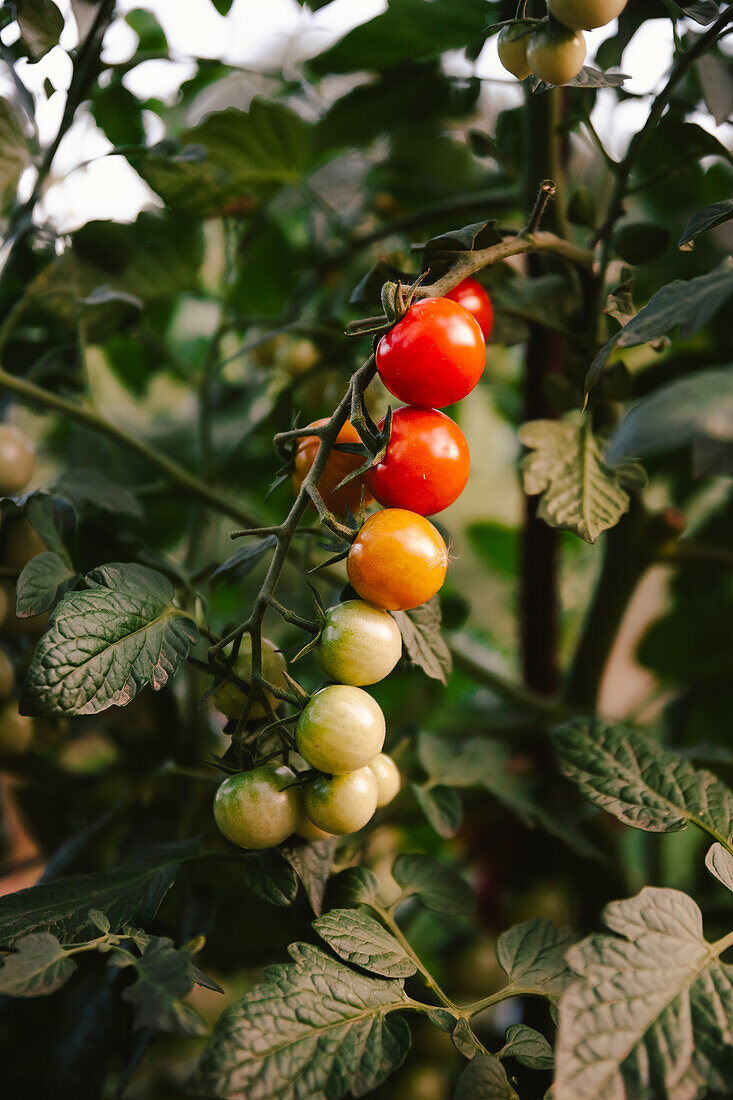 Strauß frischer Tomaten wächst auf einem Pflanzenzweig an einem sonnigen Tag im Garten