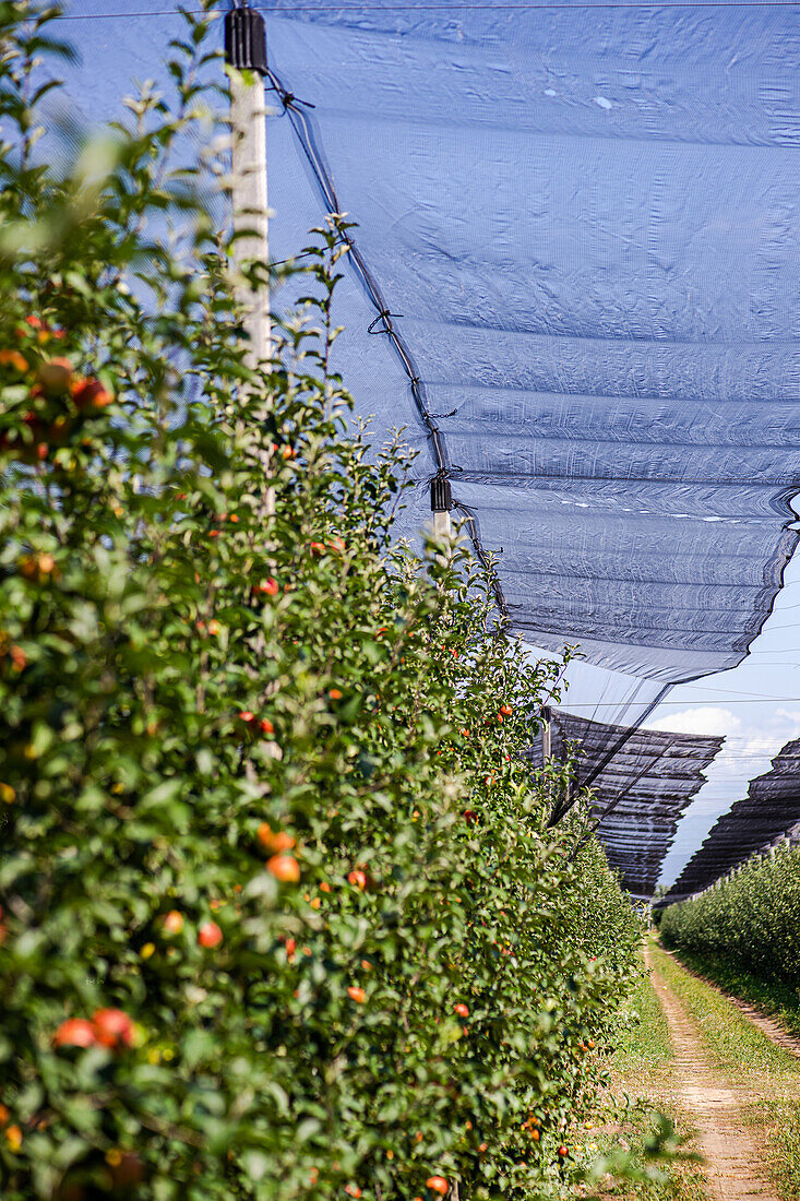 Well organized fruit orchard with apple trees in rows covered with special net