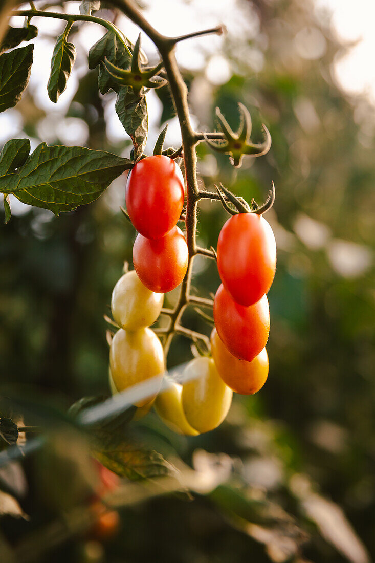 Strauß frischer Tomaten wächst auf einem Pflanzenzweig an einem sonnigen Tag im Garten