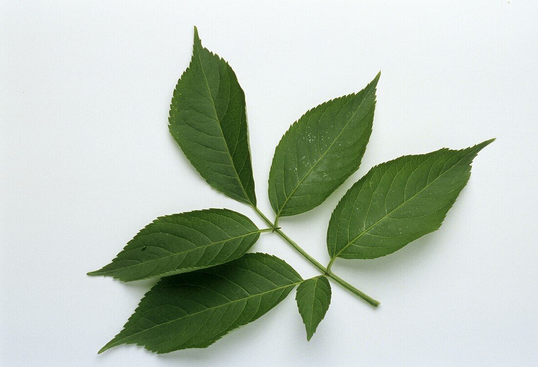 Holunderblätter (Sambucus nigra)