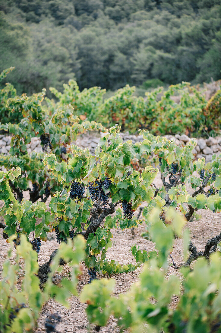 Bunches of fresh grapes growing on lush vines in vineyard in agricultural plantation at countryside during daytime