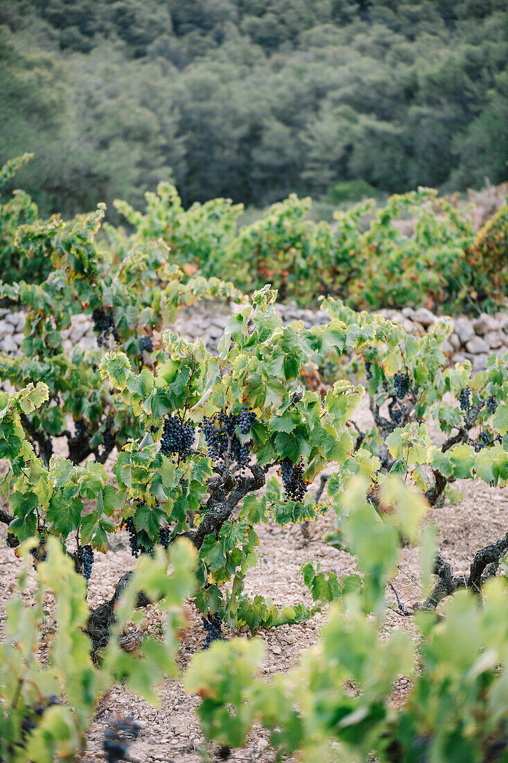 Frische Weintrauben an üppigen Rebstöcken in einem Weinberg in einer landwirtschaftlichen Plantage auf dem Lande bei Tageslicht