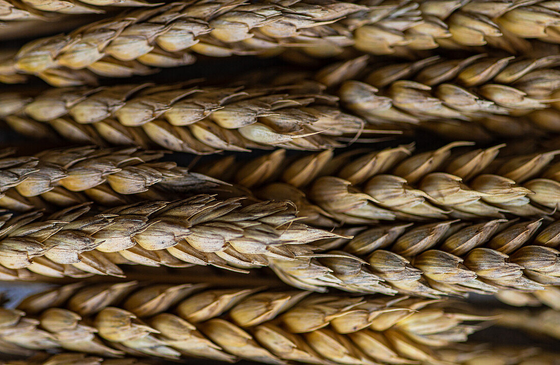 Full frame of closeup of wheat ears bouquet