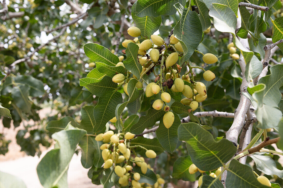 A vibrant cluster of pistachios hanging from a branch, surrounded by green leaves in blurred background