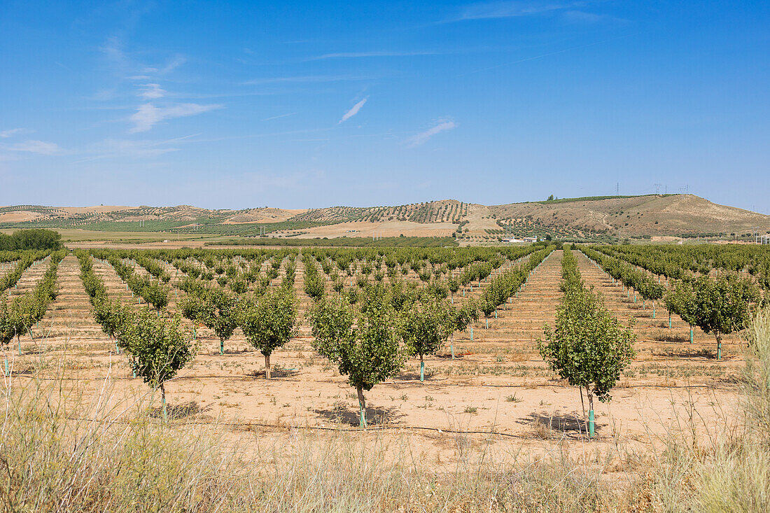 Expansive view of pistachio orchard with young trees aligned in rows backed by gentle hills under a clear blue sky