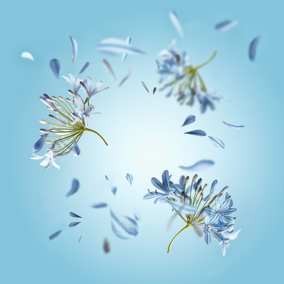 Floral frame with flying flowers and petals at blue background. Spring and summer levitation backdrop with blossom. Front view.