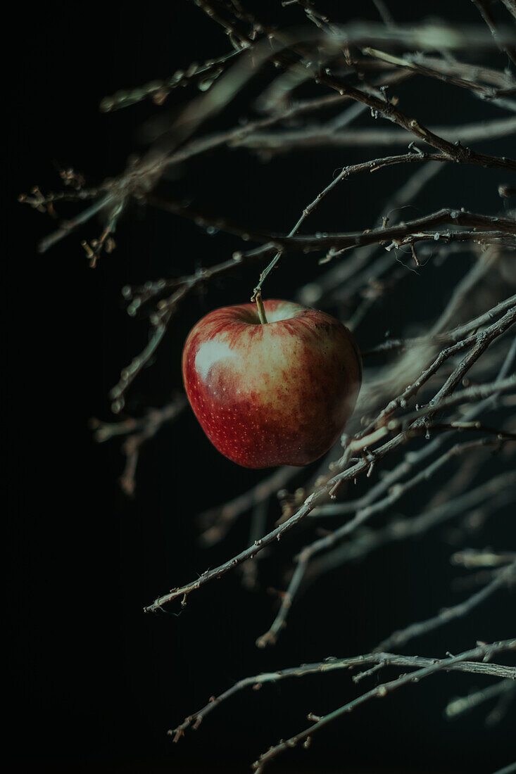 Ripe apple hanging on a dry chute at night in blurred background