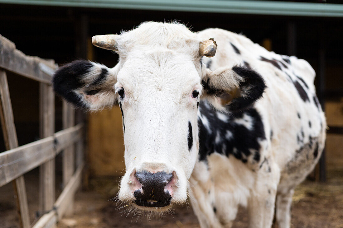 Close up portrait of a dairy Friesian cow on a rural farm outdoors
