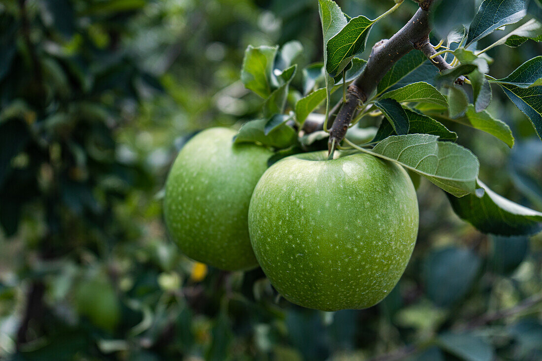 Granny-Smith-Apfelsorte im Obstgarten, bereit zur Ernte vor unscharfem Hintergrund