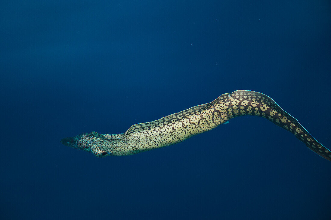 Muraena helena floating deep underwater in natural habitat in blue water of sea in Soller near Balearic Islands of Mallorca