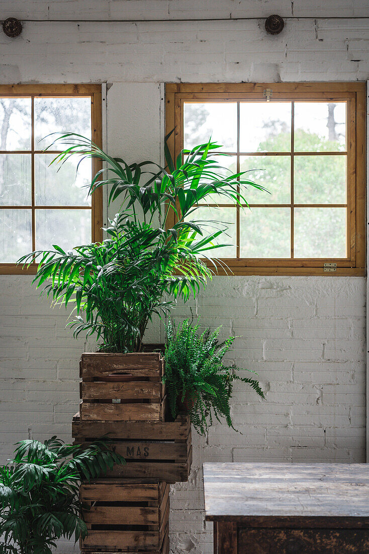 Wooden boxes with green potted plants placed against white brick wall with windows in light studio