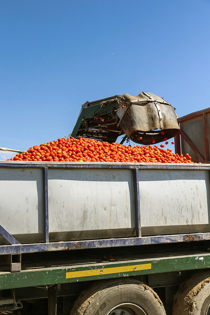 Von unten: Eine mechanische Schaufel lädt während der jährlichen Tomatenernte vor blauem Himmel in Toledo, Castilla-La Mancha, Spanien, frische Tomaten in einen Lastwagen ab
