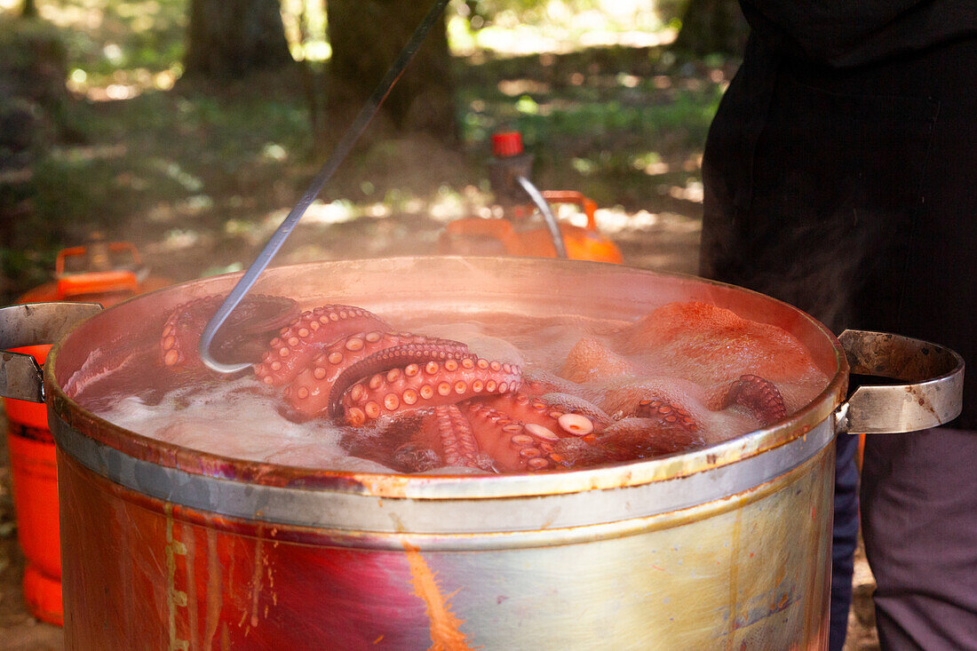 Großer Kupfertopf, in dem frischer Oktopus köchelt, mit Dampf, der über dem kochenden Wasser aufsteigt, vor orangefarbenen Gasflaschen und anderen Kochgeräten in natürlichem Laub