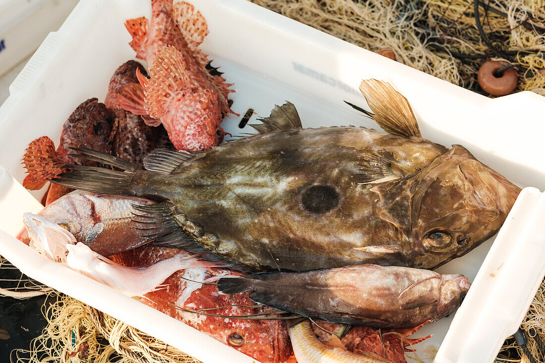 Auswahl verschiedener frischer, ungekochter Fische in weißen Behältern unter Sonnenlicht in Soller während der traditionellen Fischfangzeit (von oben)
