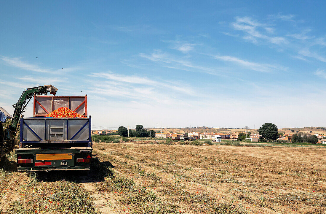 Farming machinery collecting ripe tomatoes into a truck on a vast field with a scenic backdrop of a village and clear blue sky