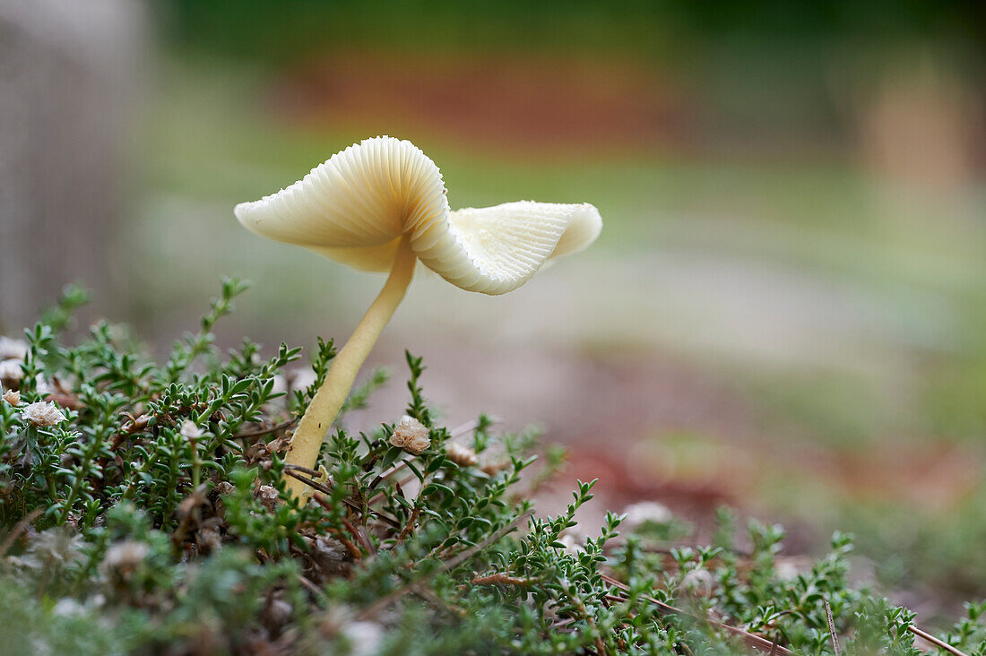 Closeup small fresh mushroom growing on wet ground on blurred background of evening forest