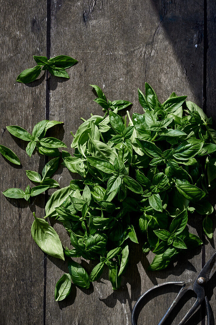 Sunlit fresh basil leaves spread on a rustic, dark wooden surface with vintage garden shears