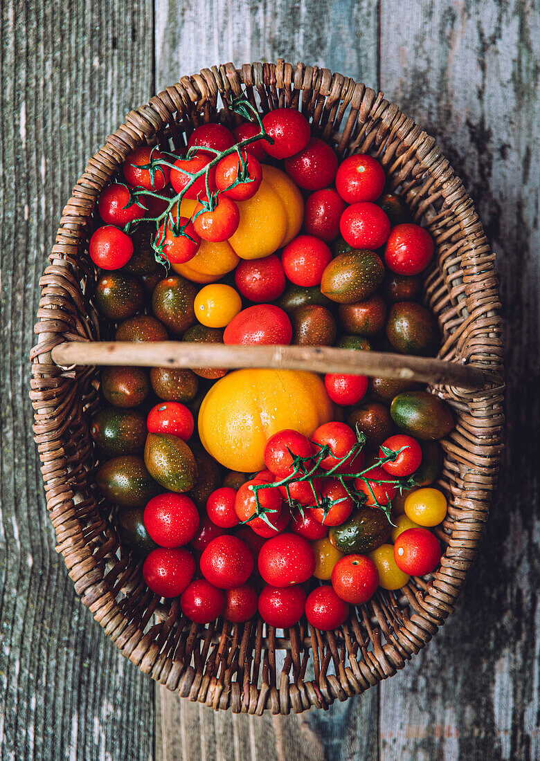 Blick von oben auf einen Weidenkorb mit reifen, frischen, bunten Tomaten auf einem Holztisch
