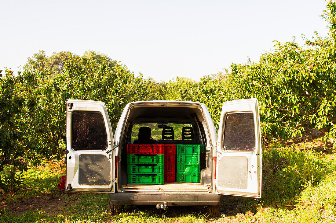 Van with green and red plastic crates stacked inside of open trunk at organic green orchard with cherry trees on sunny day