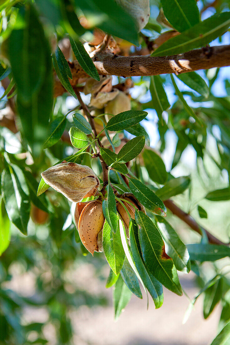 Almond nuts encased in their open shells hanging from the branches of a tree in an orchard