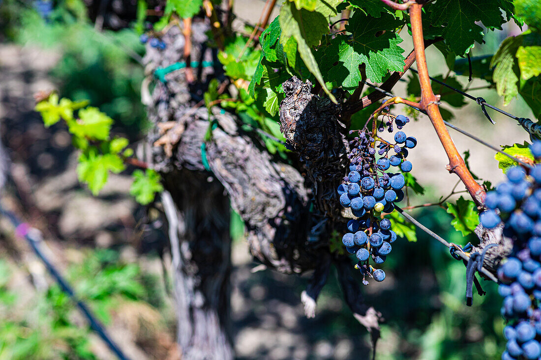 Bunches of fresh grapes growing on vine on blurred background of Saperavi grape variety of Georgia on sunny day