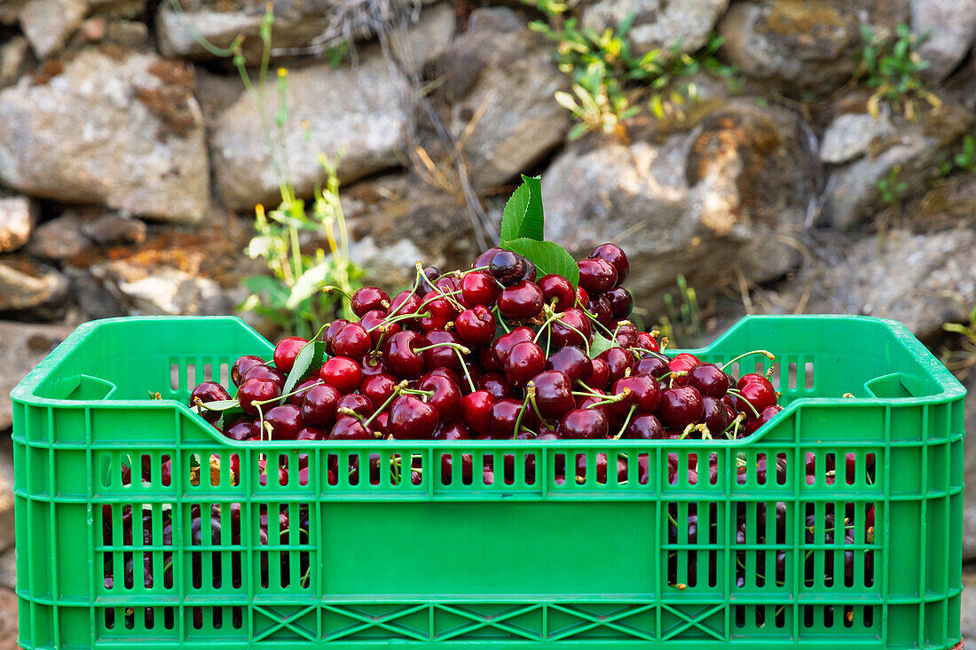 Grüne Kiste voller frisch geernteter roter Kirschen an einer Steinmauer in einer Bio-Plantage an einem sonnigen Tag