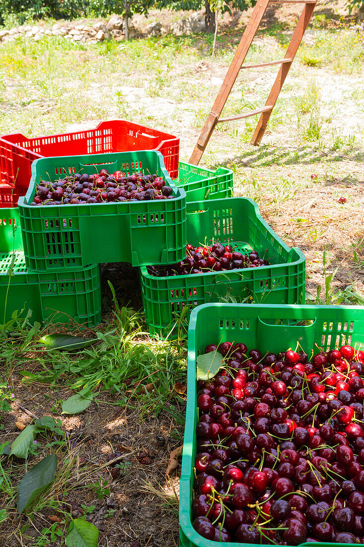 High angle of green crates full of fresh harvested red cherries near ladder at organic plantation on sunny day