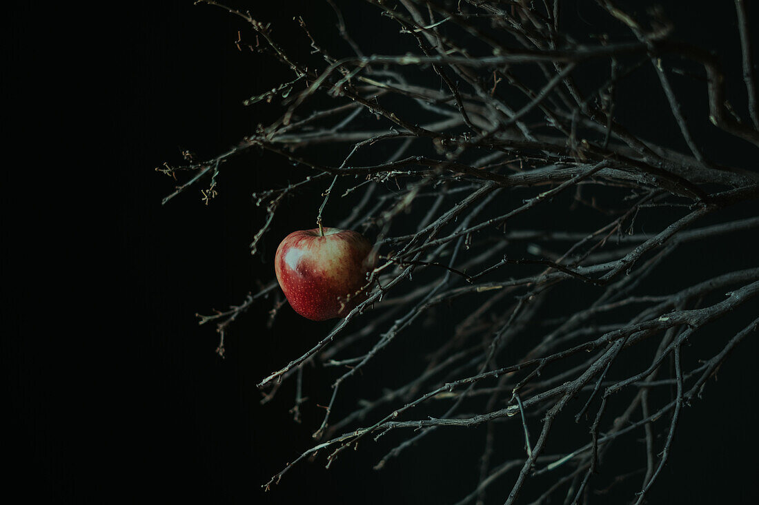 Ripe apple hanging on a dry chute at night in blurred background