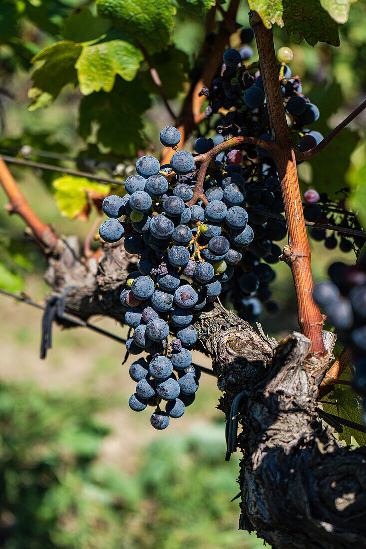 Bunches of fresh grapes growing on vine on blurred background of Saperavi grape variety of Georgia on sunny day
